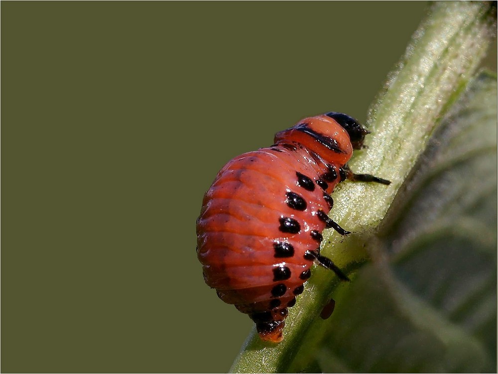 Kleines Dickerchen