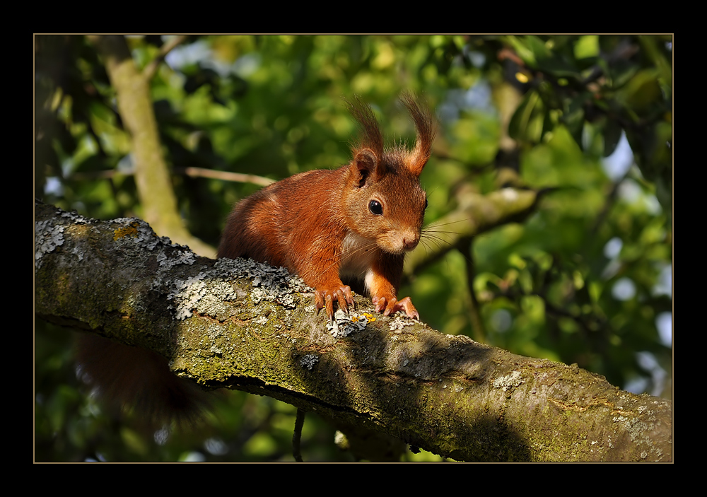 Kleines Eichhörnchen