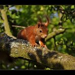 Kleines Eichhörnchen