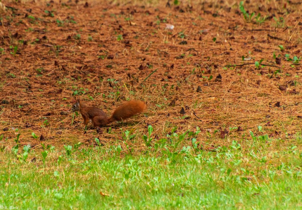 Kleines Eichhörnchen