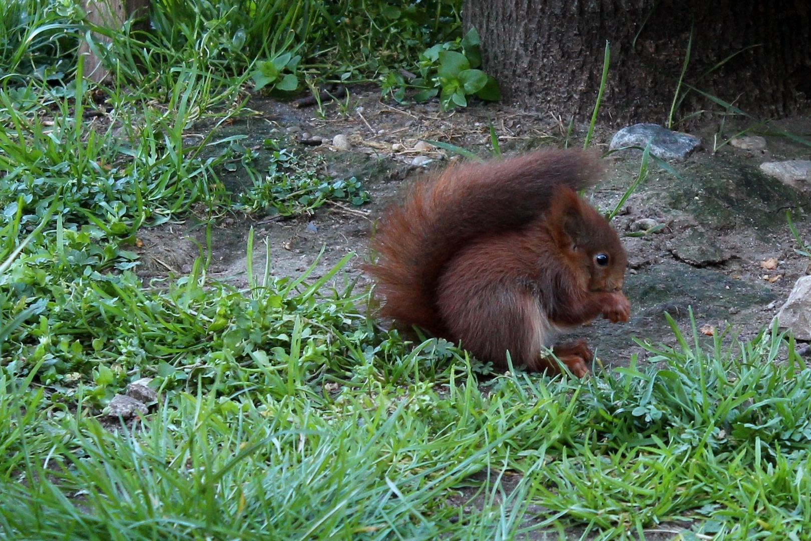 Kleines Eichhörnchen