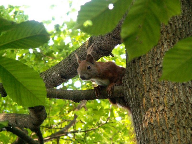 Kleines Eichhörnchen