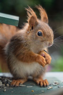 Kleines Eichhörnchen im Futterparadies :-)
