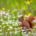 Kleines Eichhörnchen-Mädel ....