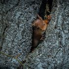 Kleines Eichhörnchenjunges 