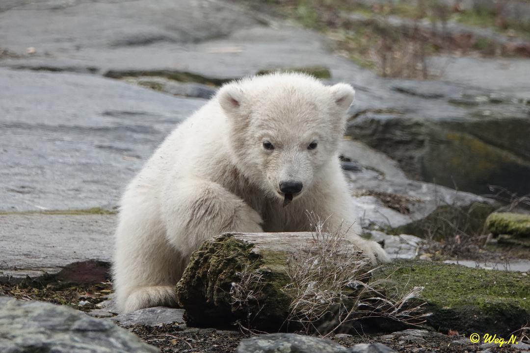 Kleines Eisbärenbaby im Tierpark Berlin