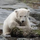 Kleines Eisbärenbaby im Tierpark Berlin