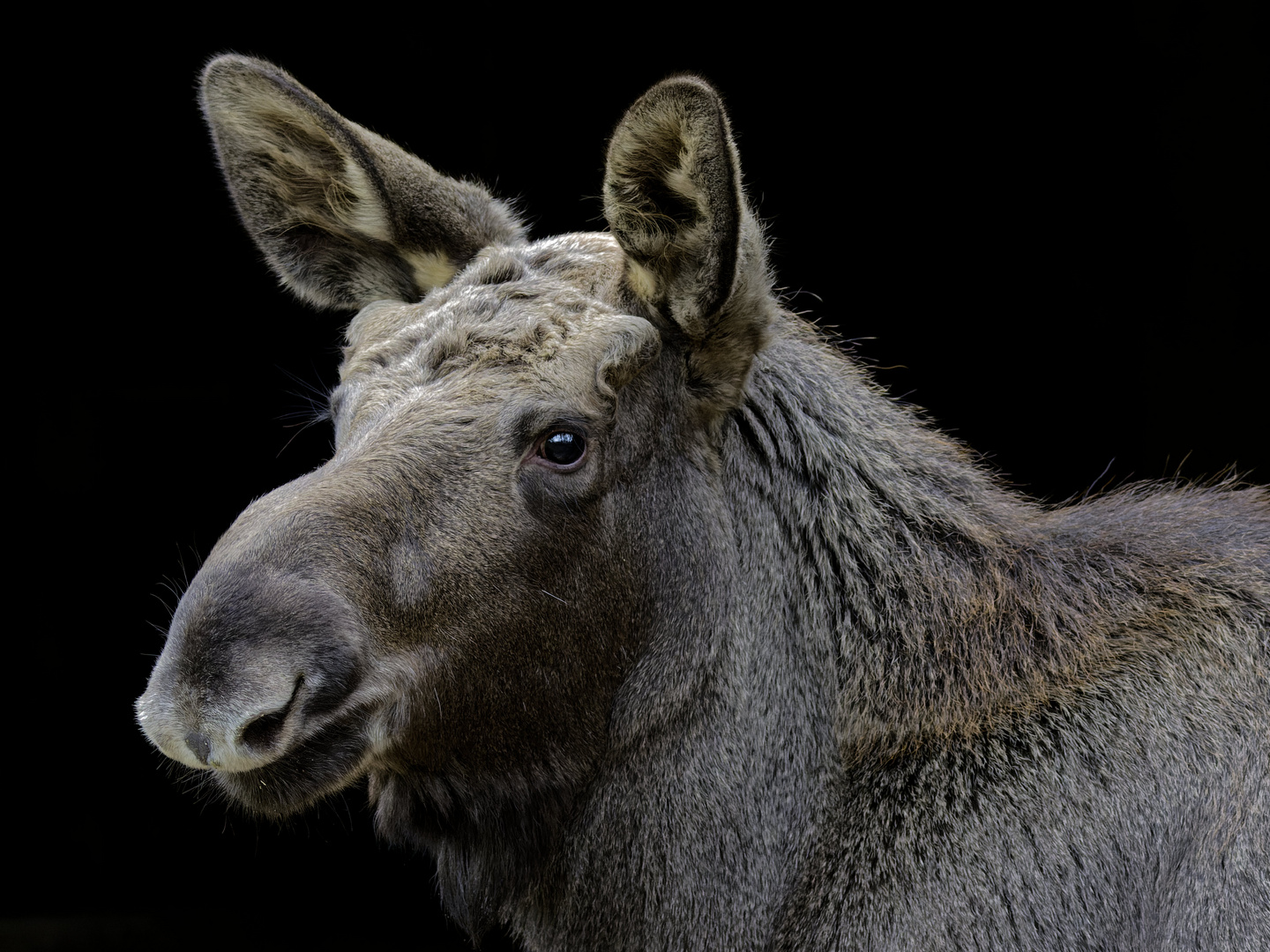 kleines Elch-Portrait