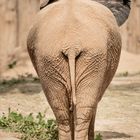 Kleines Elefantendamenpopöchen :-)