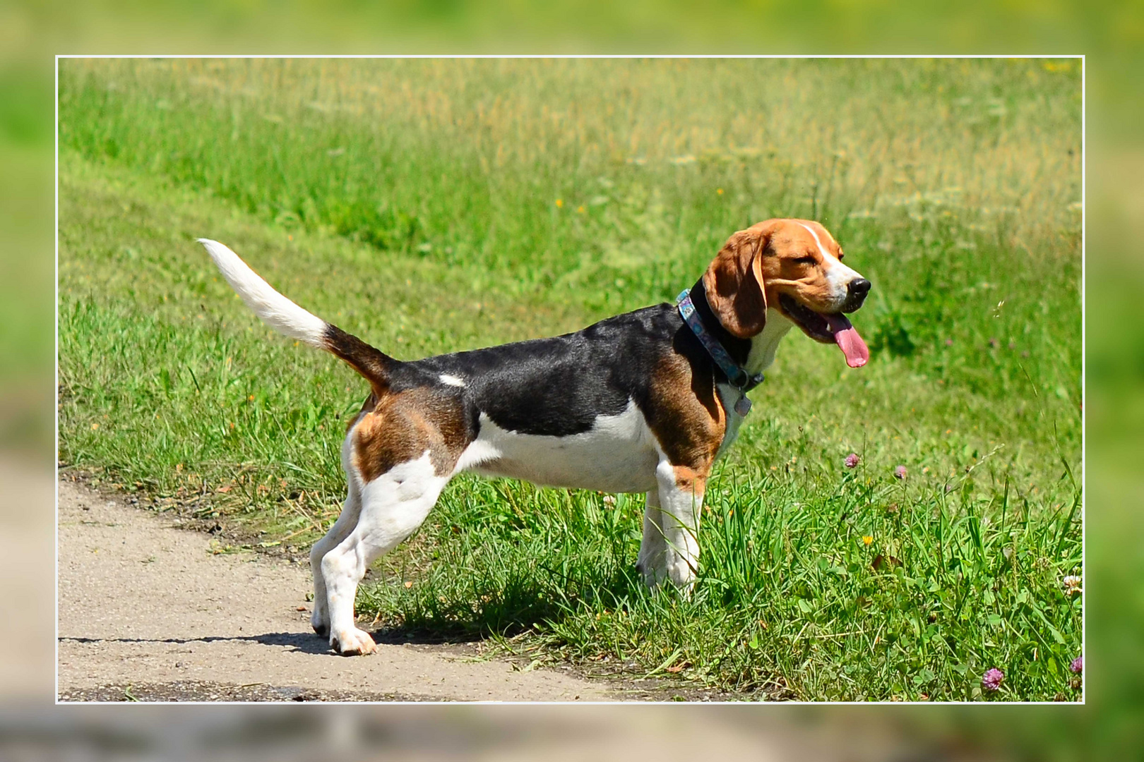 Kleines Energiebündl - der Beagle