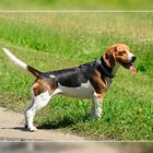Kleines Energiebündl - der Beagle