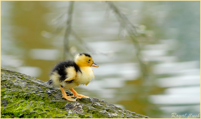 Kleines Enten küken