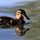 Kleines Enten-Küken (Anas  platyrhynchos)