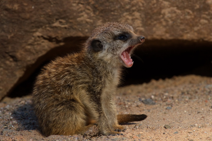 Kleines Erdmännchen