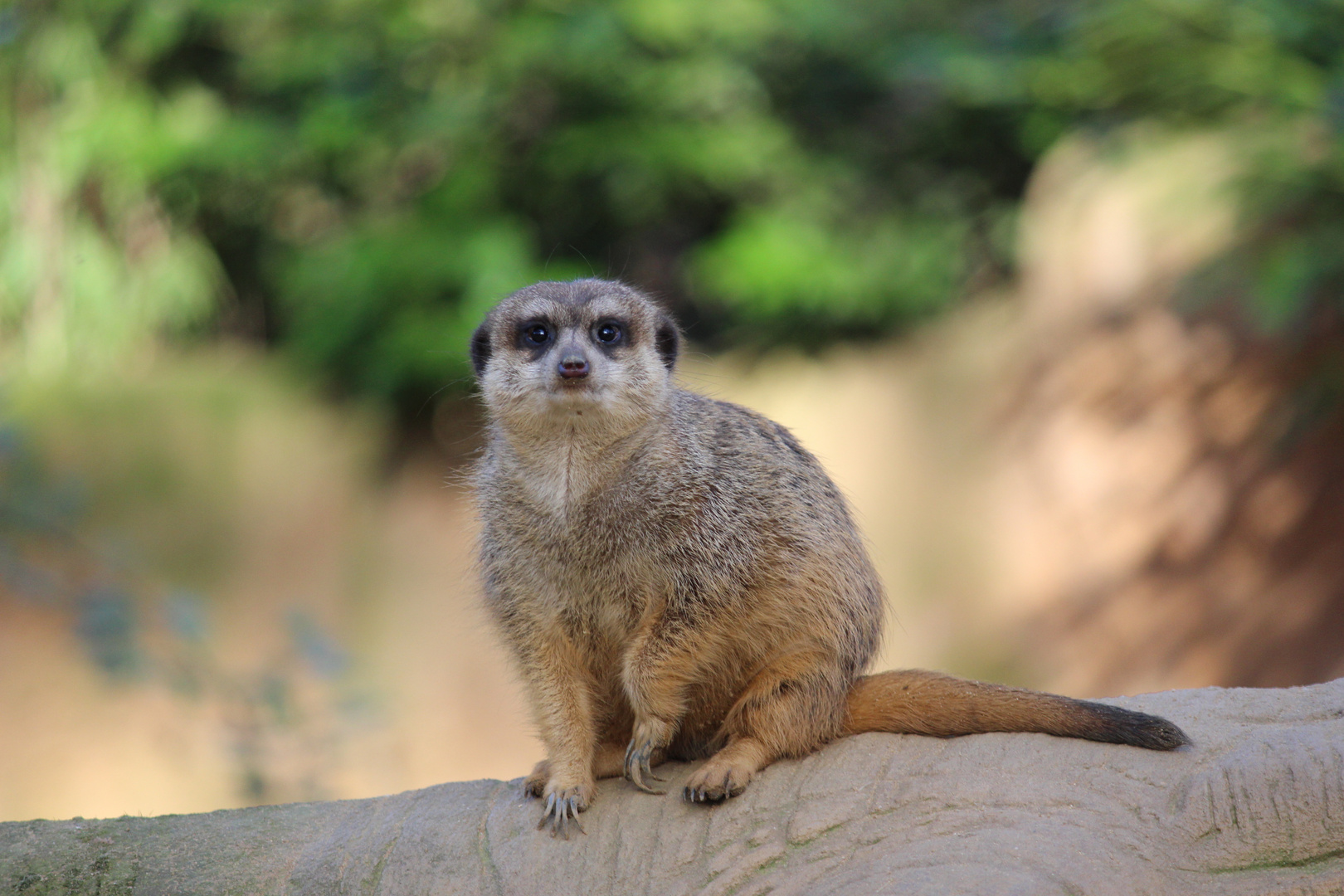 Kleines Erdmännchen