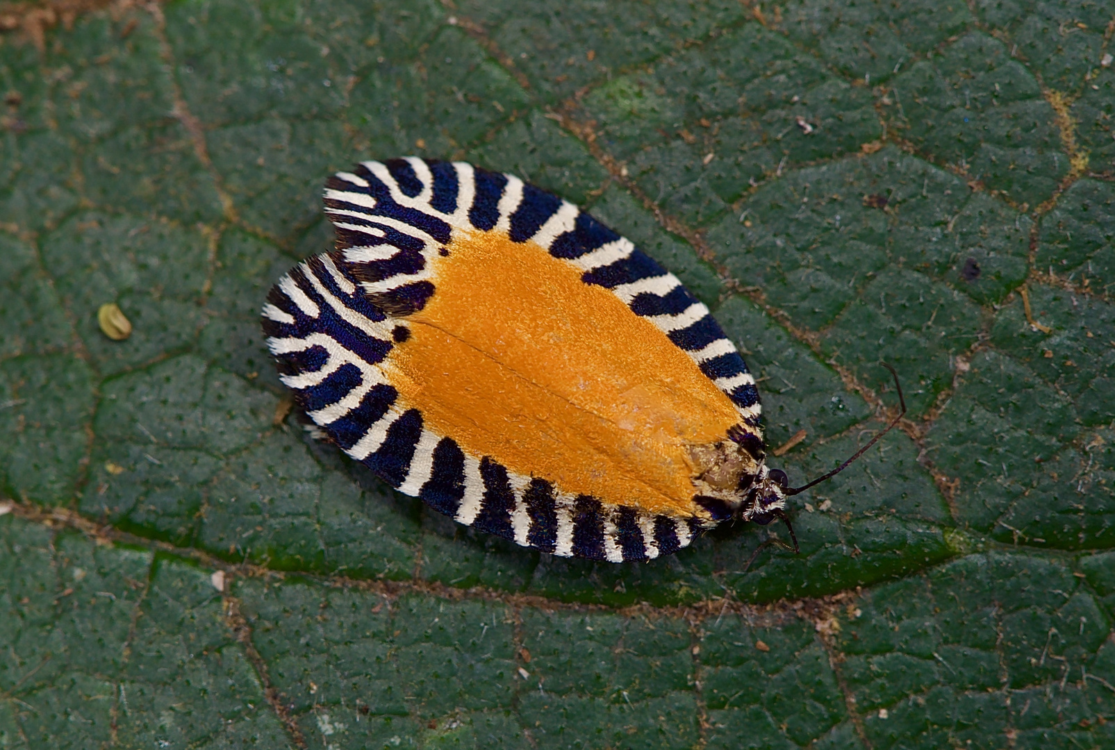 Kleines Farbwunder aus dem Nebelwald von Panama