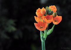 Kleines Feierabendmakro I  .... Ornithogalum Dubium