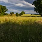 Kleines Feld am Waldrand