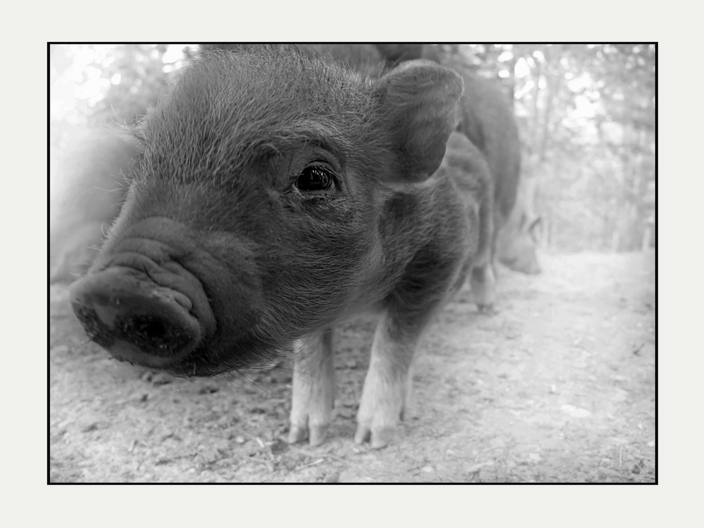 Kleines Ferkel