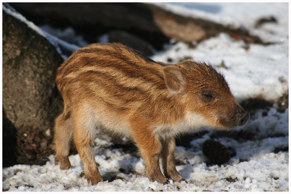 Dreckige Kleine Ferkel Dreckige Kleine Ferkel