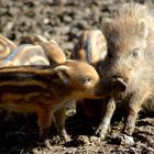 **Kleines Ferkel ! **