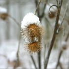 Kleines Feuerwerk im Schnee. . . . . . . . . .