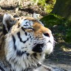 Kleines flauschiges Kätzchen oder doch böser Shirkan auf Jagt nach Mogli