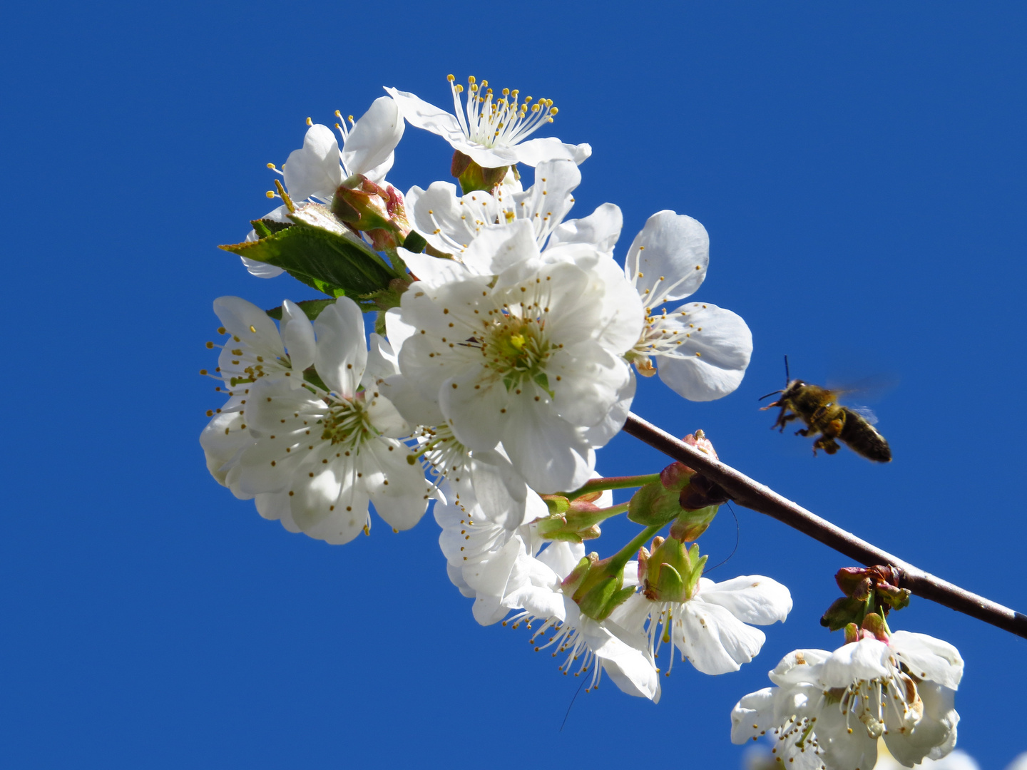 "Kleines fleißiges Bienchen im Apfelblütenmeer"