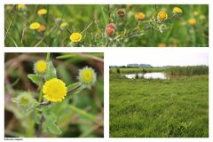 Kleines Flohkraut (Pulicaria vulgaris)