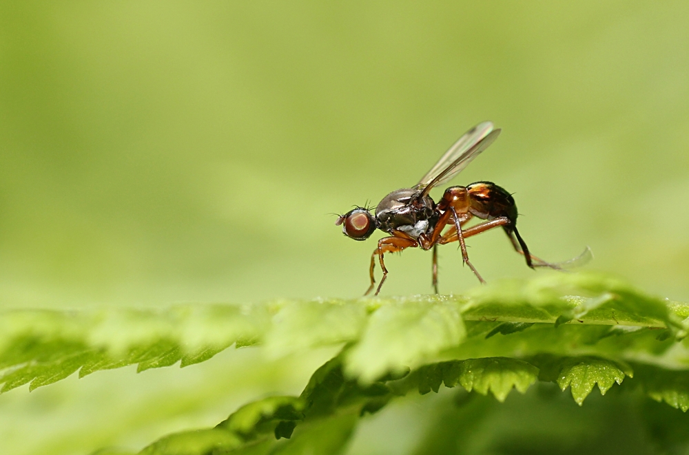 kleines Flug-Dings