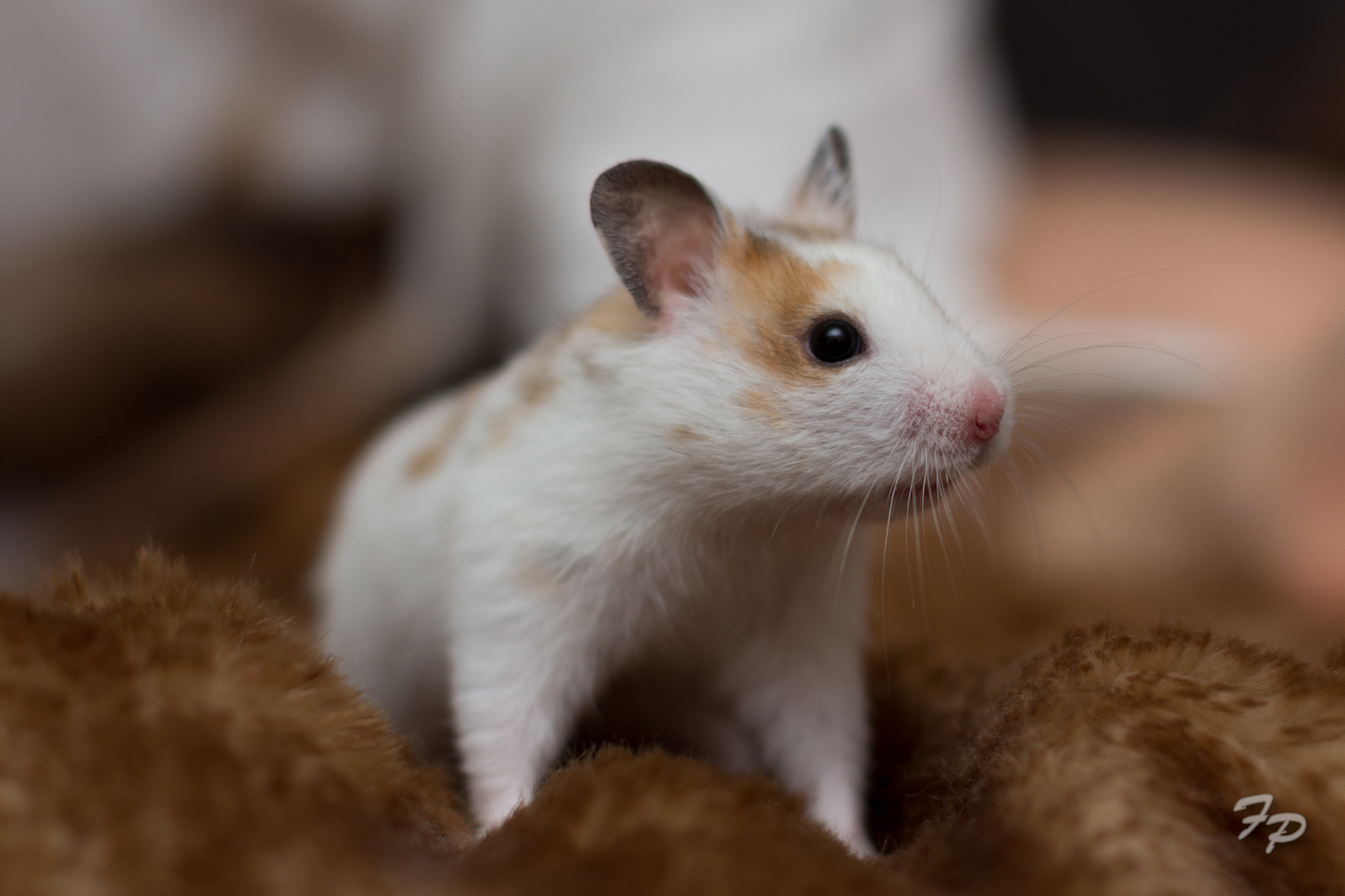 kleines Fotoshooting mit dem jungen Goldhamster