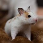 kleines Fotoshooting mit dem jungen Goldhamster