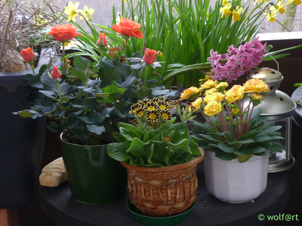 Kleines Frühlings-Gutzje von meinem Balkon