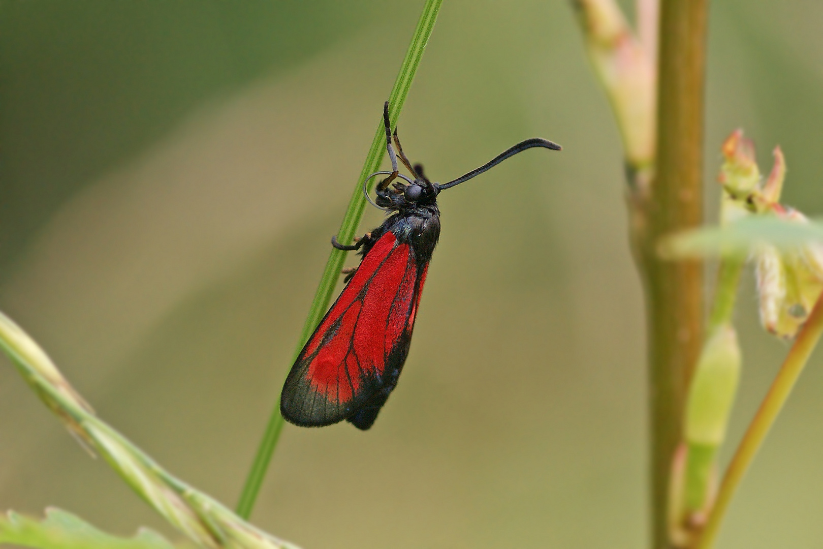 Kleines Fünffleck-Rotwidderchen (Zygaena viciae)