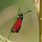 Kleines Fünffleck-Rotwidderchen (Zygaena viciae)