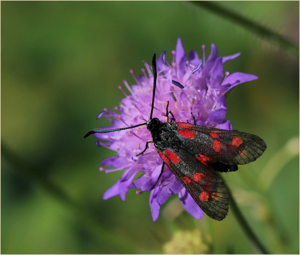 Kleines Fünffleck-Widderchen (Zygaena viciae)