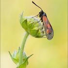 Kleines Fünffleck-Widderchen (Zygaena viciae)