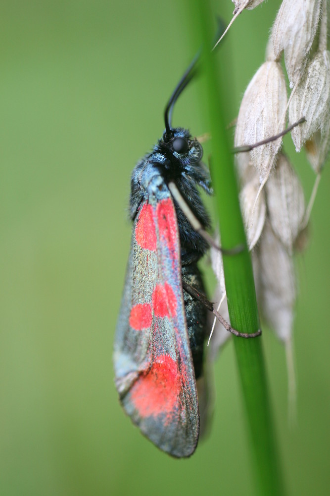 Kleines Fünffleck-Widderchen - Zygaena viciae