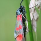 Kleines Fünffleck-Widderchen - Zygaena viciae