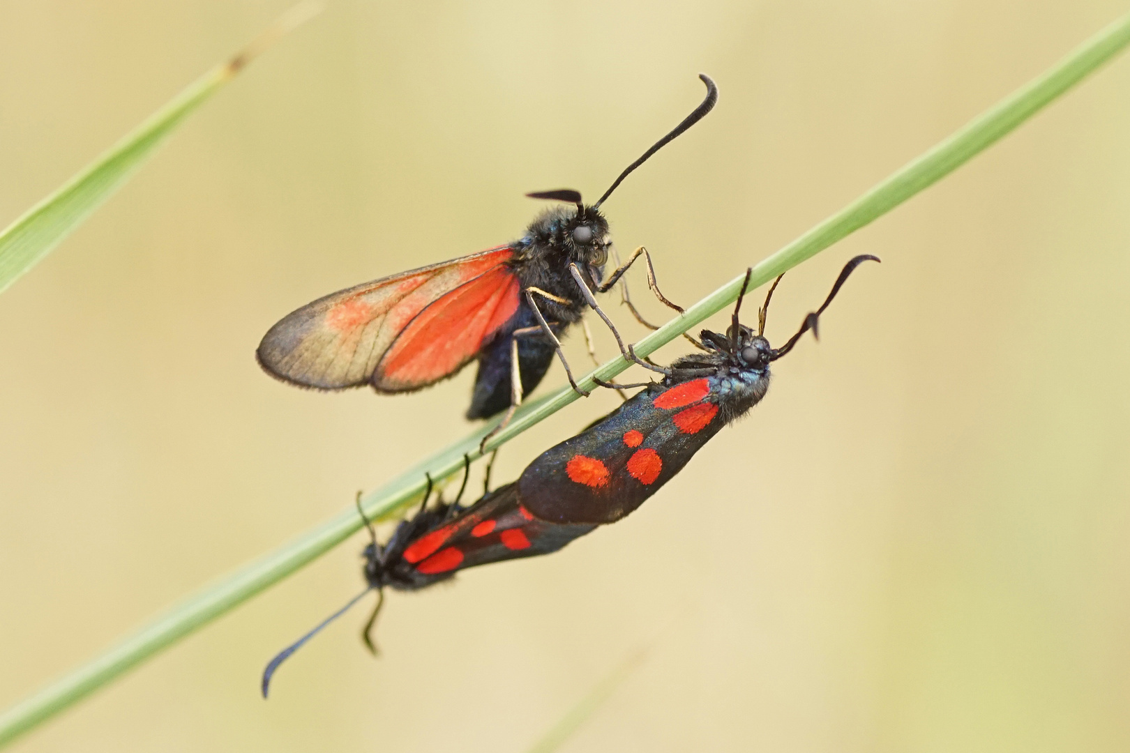 Kleines Fünffleck-Widderchen (Zygaena viciae)