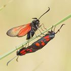 Kleines Fünffleck-Widderchen (Zygaena viciae)