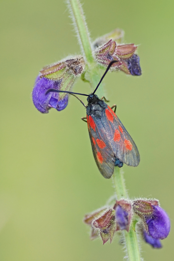 Kleines Fünffleck-Widderchen (Zygaena viciae)