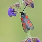 Kleines Fünffleck-Widderchen (Zygaena viciae)