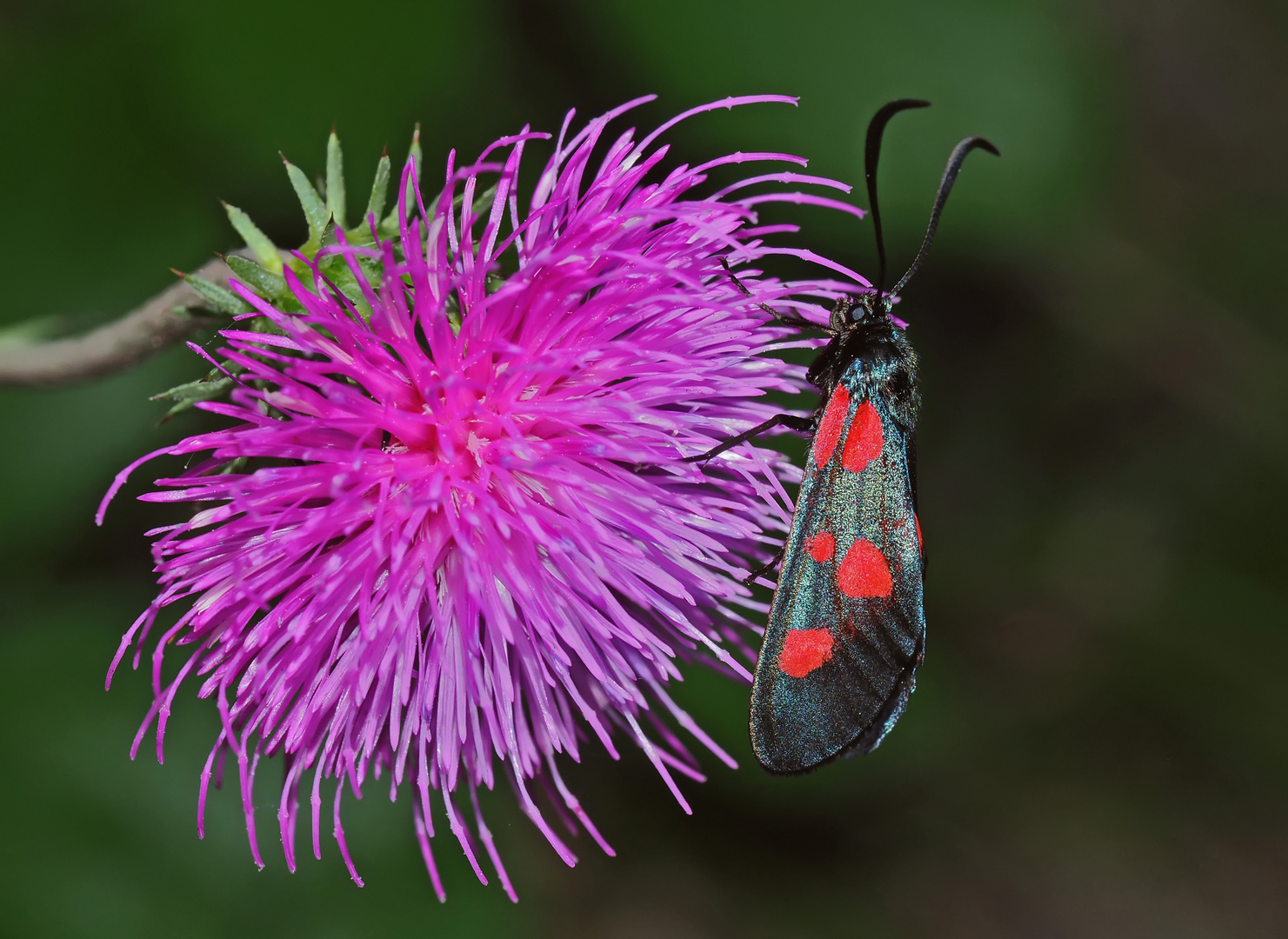 Kleines Fünffleck-Widderchen (Zygaena viciae) - La Zygène des Thérésiens.