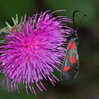 Kleines Fünffleck-Widderchen (Zygaena viciae) - La Zygène des Thérésiens.