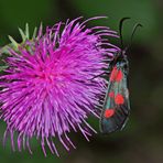 Kleines Fünffleck-Widderchen (Zygaena viciae) - La Zygène des Thérésiens.