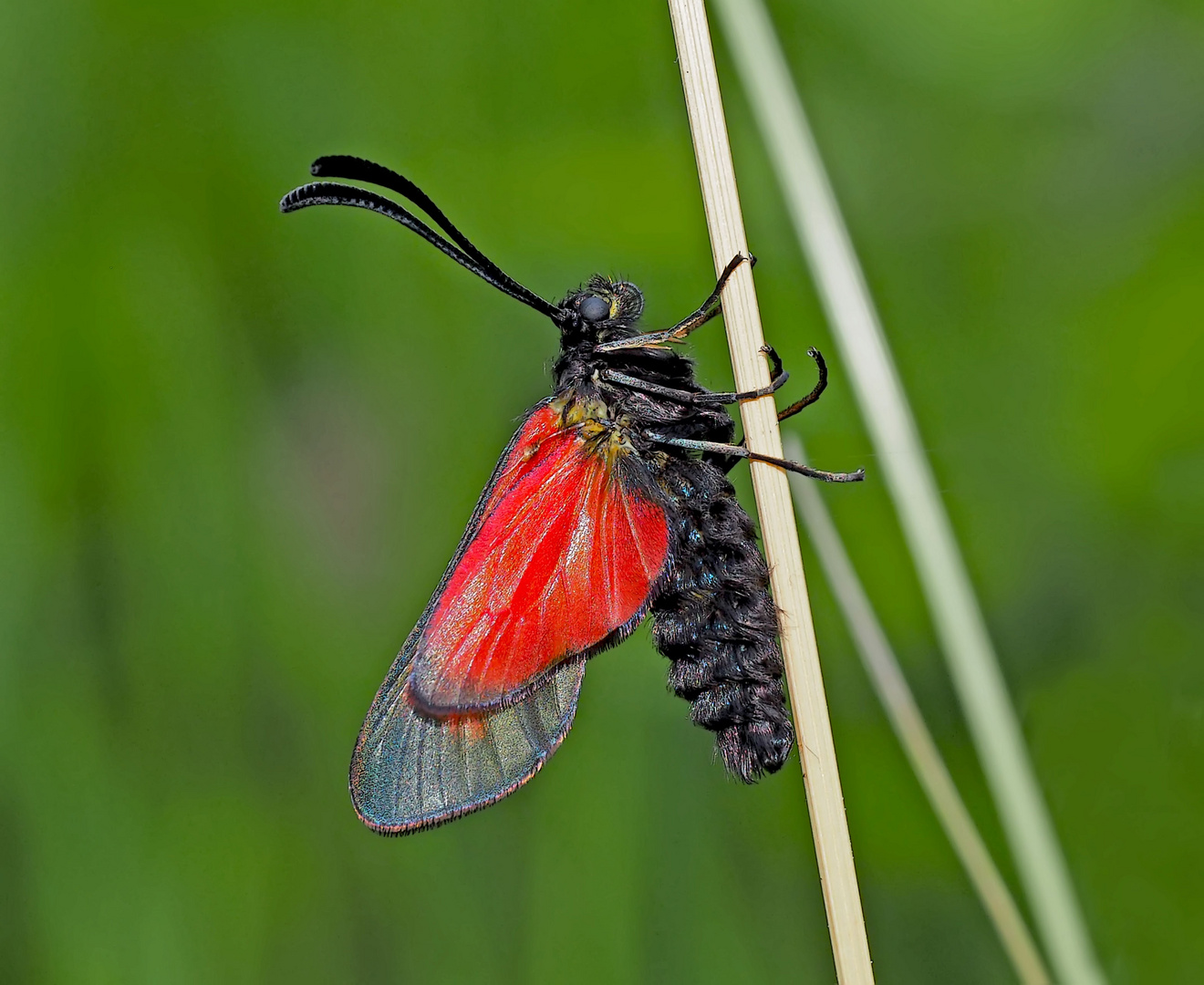 Kleines Fünffleck-Widderchen (Zygaena viciae)  -  La Zygène des Thérésiens. 