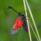 Kleines Fünffleck-Widderchen (Zygaena viciae)  -  La Zygène des Thérésiens. 