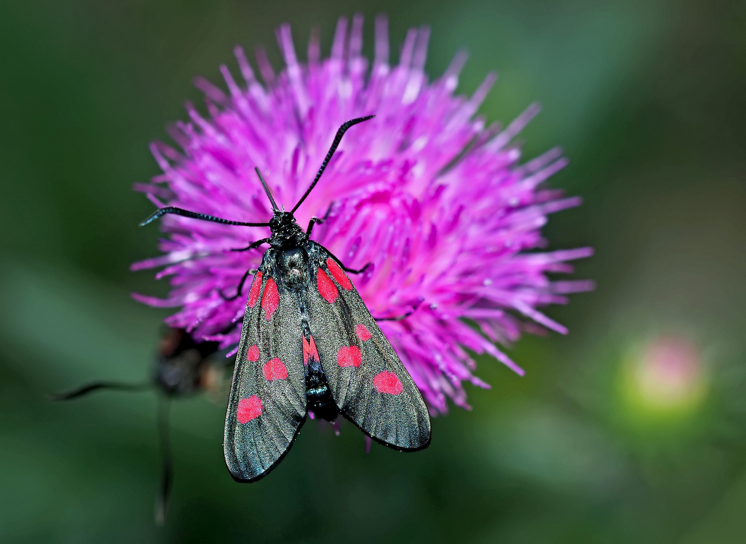 Kleines Fünffleck-Widderchen (Zygaena viciae) - La Zygène des Thérésiens.