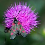 Kleines Fünffleck-Widderchen (Zygaena viciae) - La Zygène des Thérésiens.